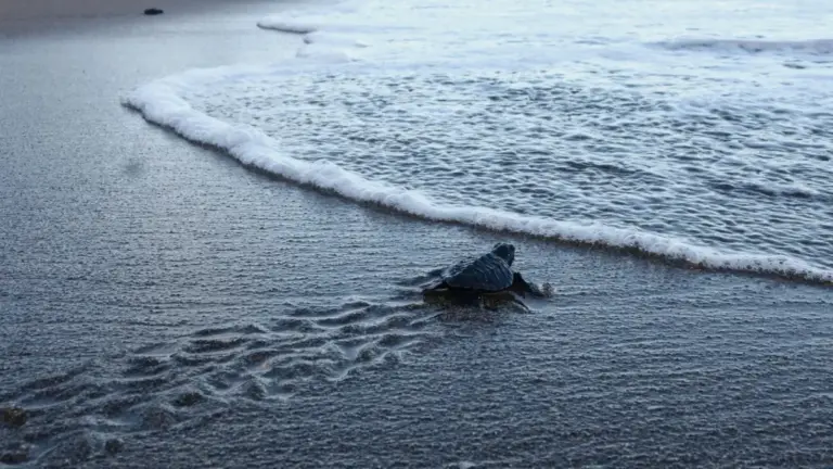 Historic First on the U.S. West Coast: Two Olive Ridley Sea Turtles Documented Nesting on California Beaches