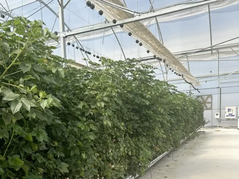 H&M Group’s Circular Innovation Lab and Magtech Team Up to Scale Hydroponic, AI-Powered Cotton Production