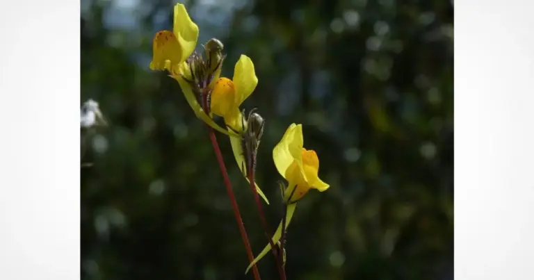 Tourist’s Snapshot Posted Online Leads to the Discovery of a Brand-New Plant Species in Portugal