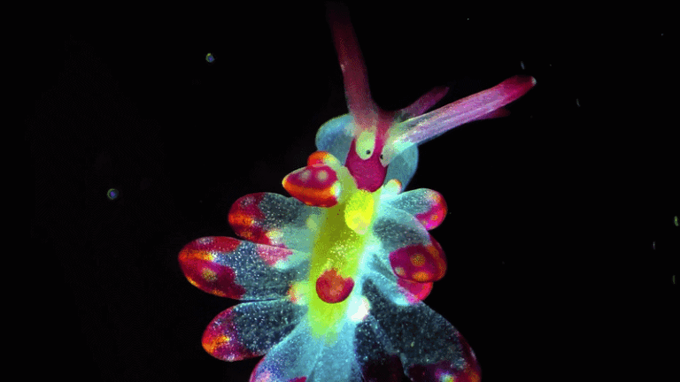 Unlocking the Invisible Universe: Dr. Ning Xu’s Study on Airway Cilia Wins Nikon’s 16th Small World in Motion Competition