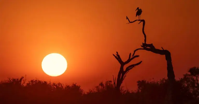 Beyond the Technical Capture: How Modern Gear is Reshaping Wildlife Photography