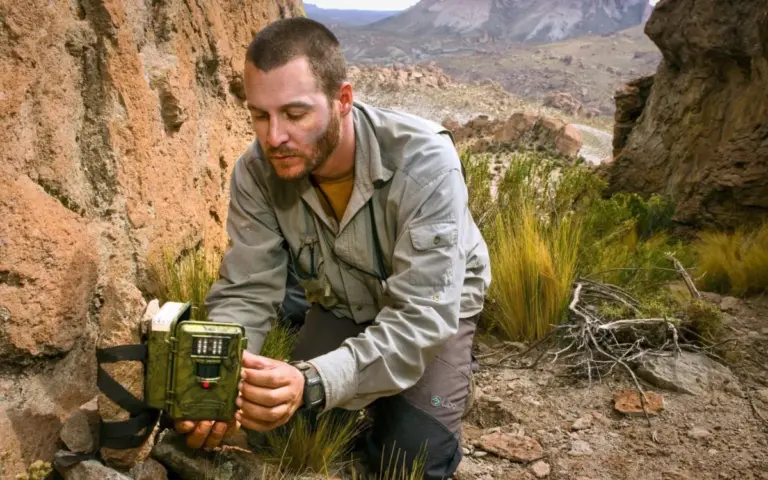 Elusive Andean Mountain Cat Sighted in Argentina for the Third Consecutive Year, Bolstering Conservation Hopes