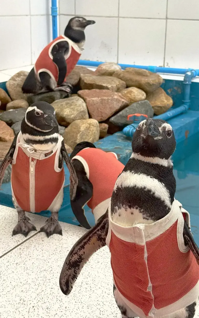Innovative Copper-Infused Vests Are Helping Save Endangered Humboldt Penguins in Chile
