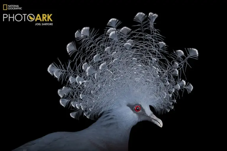 Inside Joel Sartore’s Two-Decade Mission to Document Earth’s Biodiversity Through the National Geographic Photo Ark