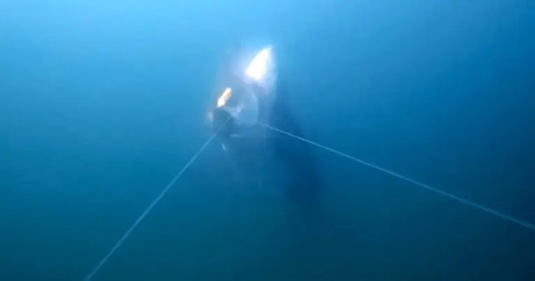 National Geographic Photographer Captures First-Ever Footage of Great White Shark Snatching Fish Off a Line