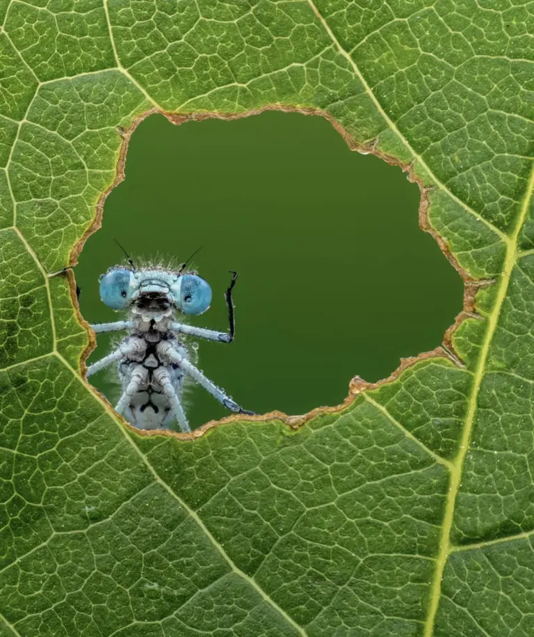 Nikon Comedy Wildlife Photography Awards 2026 Unveils Hilarious Finalists Celebrating Global Biodiversity
