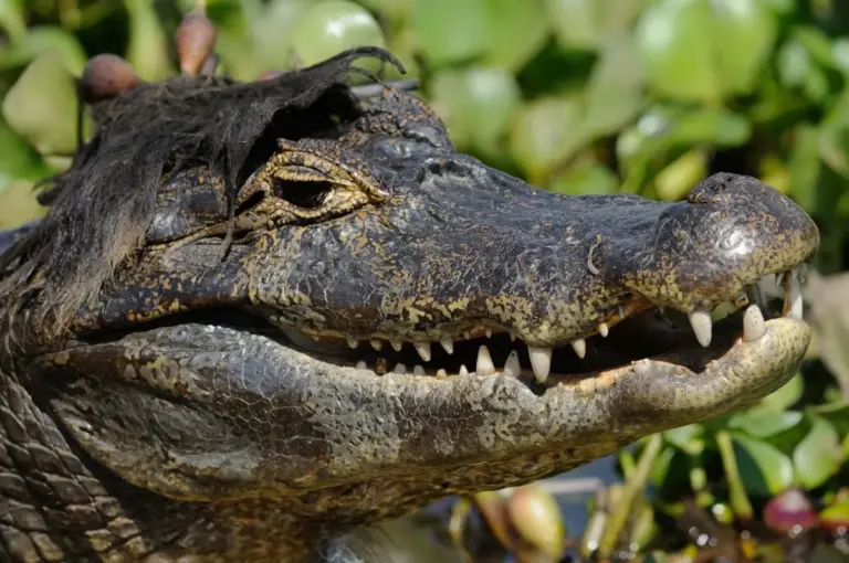 Striking a Pose: Nikon Comedy Wildlife Awards Reveals Shortlist for 2026