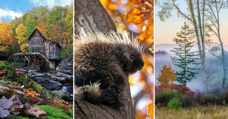 Two Decades Behind the Lens: Veteran Photographer Shares Essential Strategies for Capturing Fall Foliage