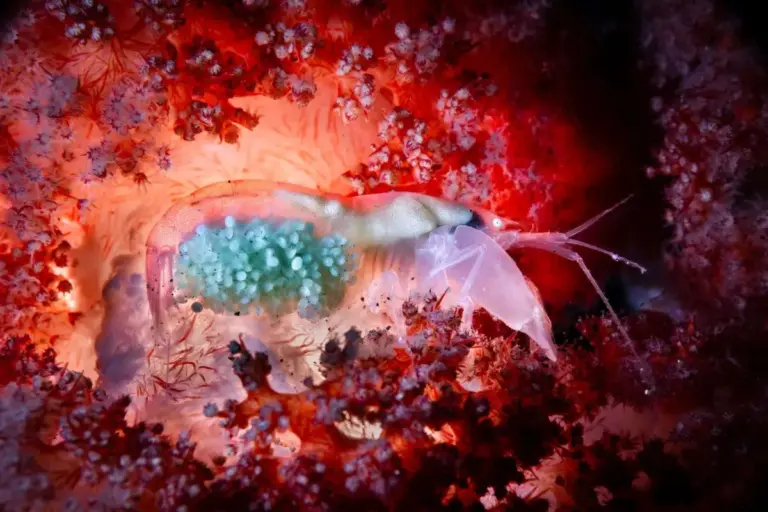 Underwater Photographer Andrea Michelutti Celebrated for Intimate Macro Shots of Marine Motherhood at Ocean POTY Awards
