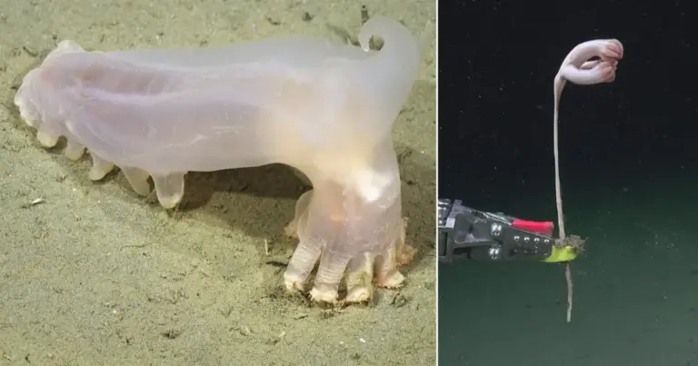 Unlocking the Abyssal Depths: Scientists Identify 57 New Marine Species in the Mar del Plata Canyon