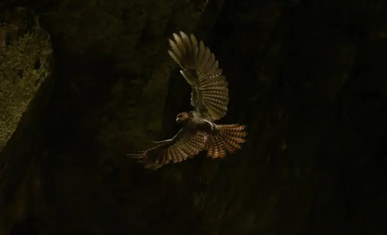 Wildlife Photographer Wins Audubon Photography Award After Defying Treacherous Conditions to Capture Rare Flight of the Oilbird